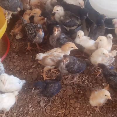 Golden misri chicks | golden misri hens | active chicks for sale