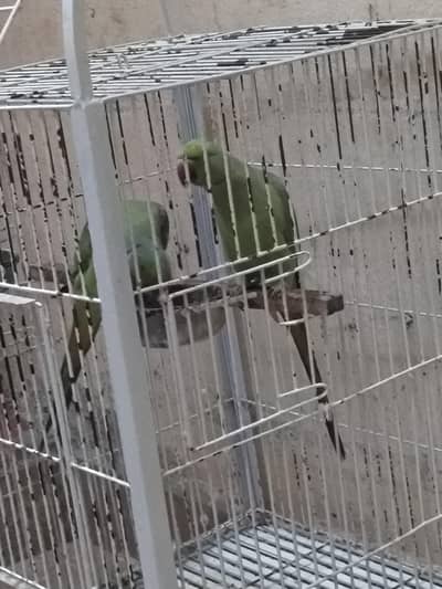 2no parrots bht acha bollty hen