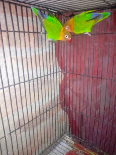 love birds