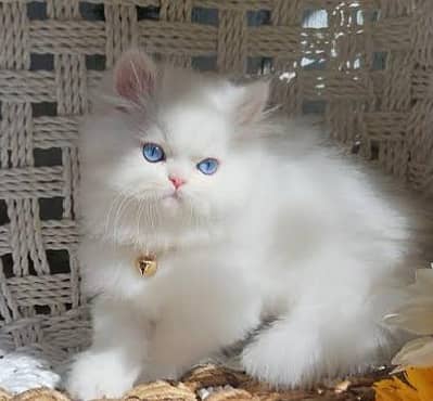 I want to adopt a kitten. If someone wants to give me a kitten, textme