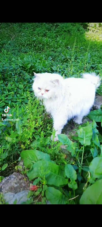 punch fc bilu eyes breedr male far sale