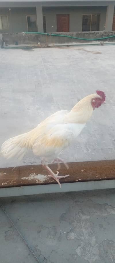 white Heera for sale
