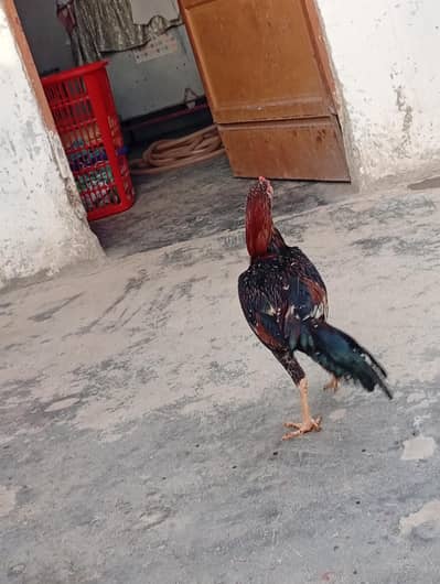 Asheel phatta age 3 month