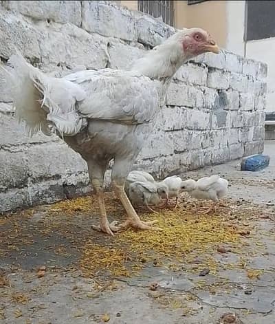 Madi or bachy for sale