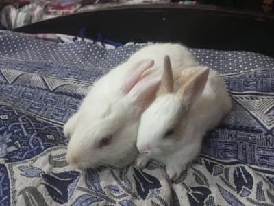 baby rabbits for sale