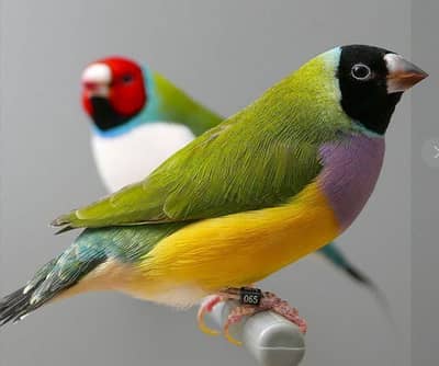 Gouldian finches all colors |Colorful finches|All mutations|chicks
