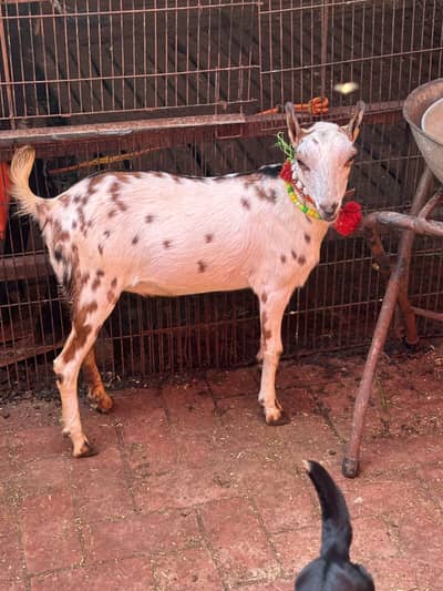 barbari female kanj  03054978053