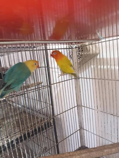 Lovebirds Breeder pair with DNA PALEFALLOW SPLIT PALFALLOW crimino opl