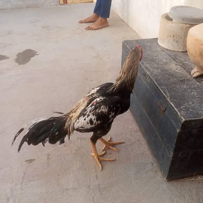 aseel java active and healthy whatsapp 03172221163