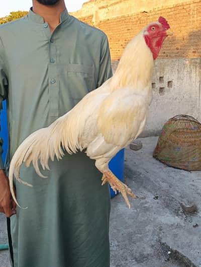 ASEEL HEERA PAIR FOR SALE URGENT