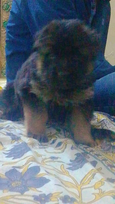 top class blood line