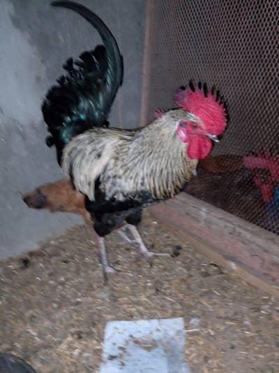 Rooster For Sale Rs:2200