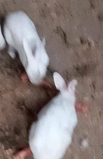 خرگوش کا جوڑا