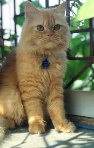 Persian cat in heat for sale golden brown colour