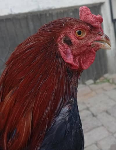 2 aseel hight quality Male