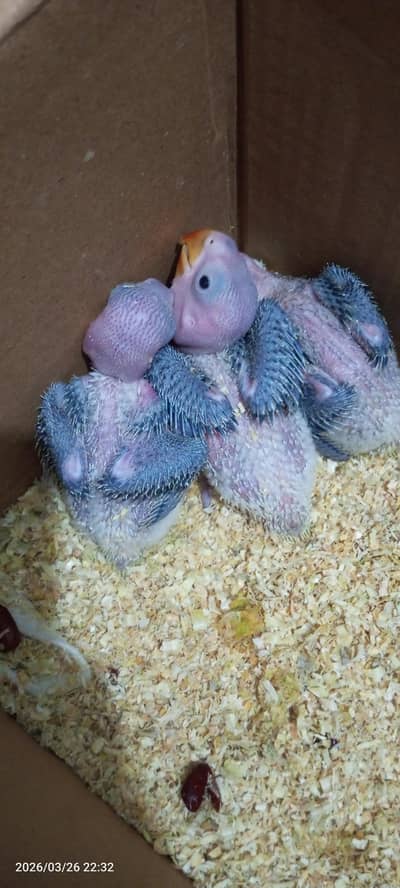Pahari/Raw Chicks pin feather around 25 days