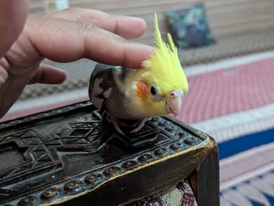 hand tame cockatiel