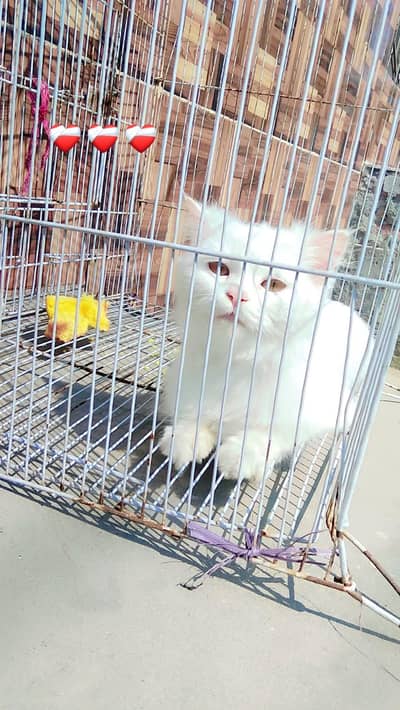 Very sensible and intelligent.