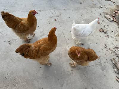 Golden Buff Set Of 4 (One White Three Golden)