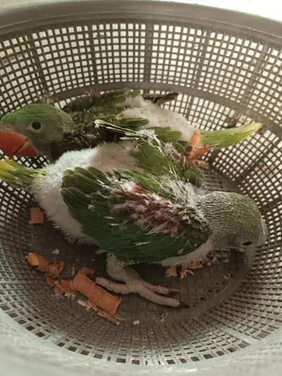 7  Raw huge size chicks