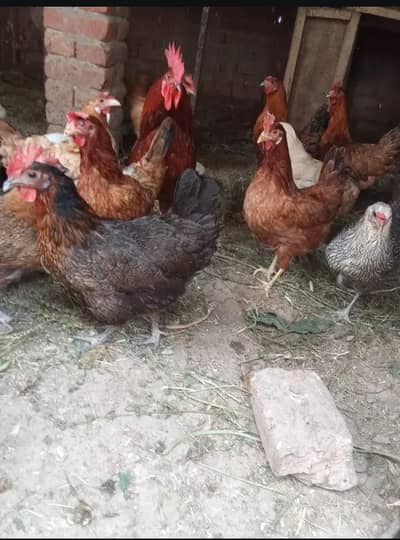 Golden Misri | Ghar ke pali Desi Murghi |