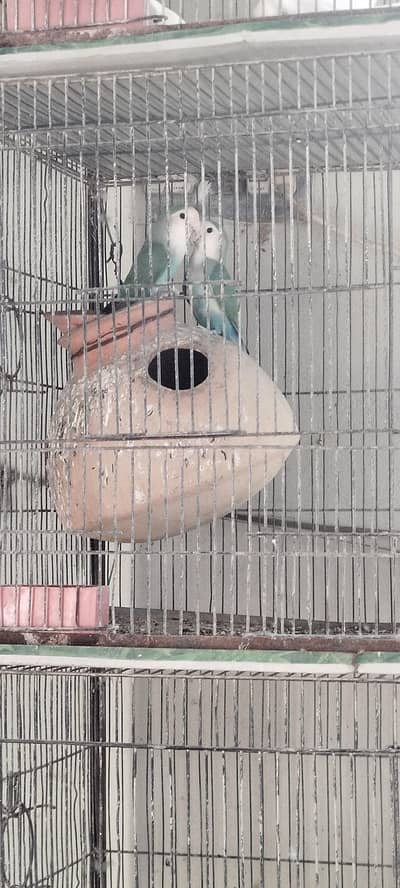 breeder pair with egg