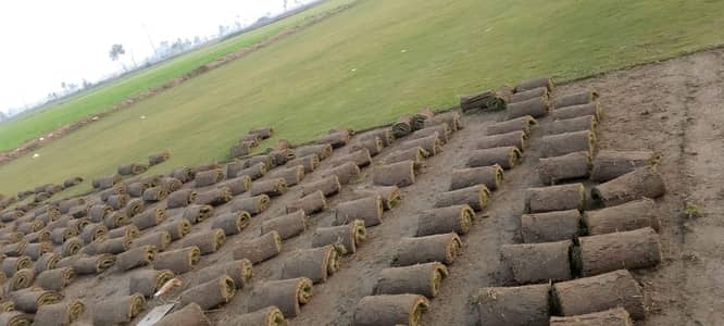 کورین گراس آویلیبل فون نمبر