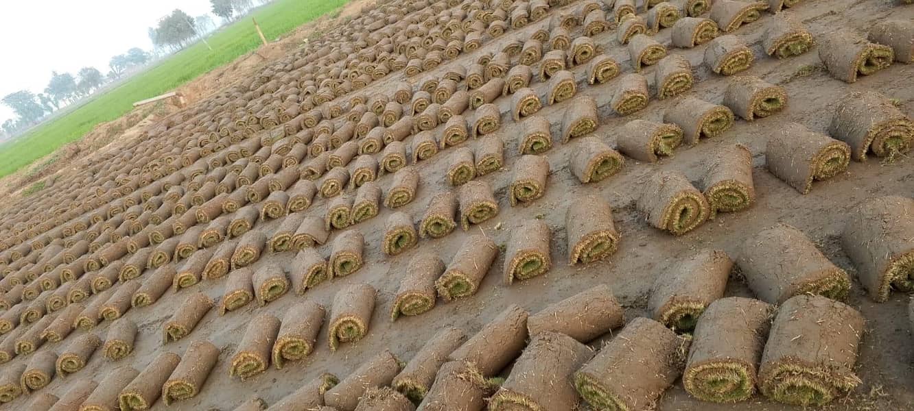 کورین گراس آویلیبل فون نمبر 1