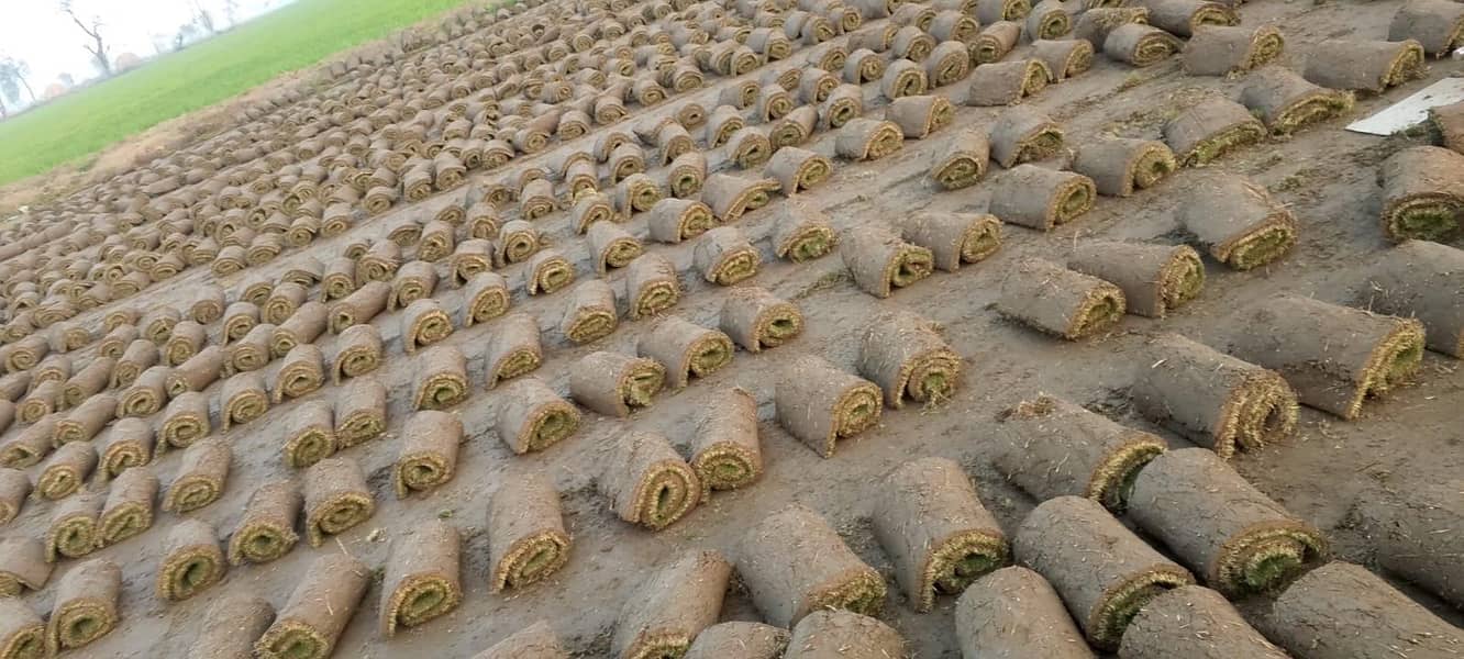 کورین گراس آویلیبل فون نمبر 2