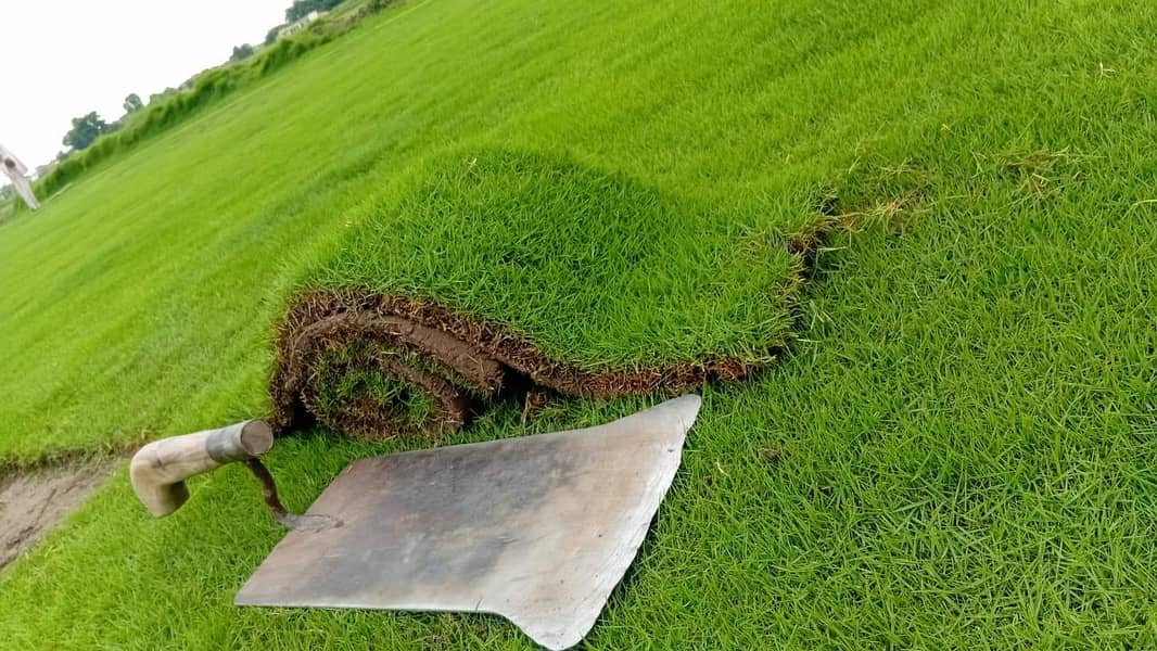 کورین گراس آویلیبل فون نمبر 6