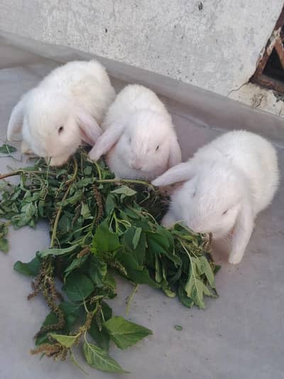 Holland loop rabbit bunny for sale in reasonable price