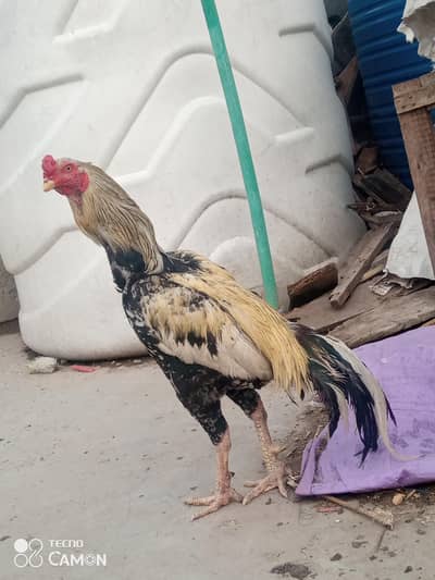 Aseel murga for sale