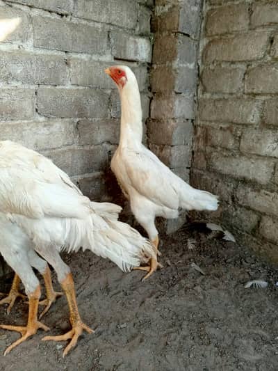 kojapnes Shamo breed best quality