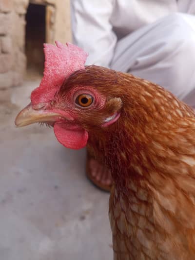 5 Desi Hens Egg Laying