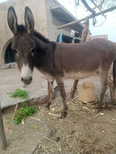 کھوتی برائے فروخت