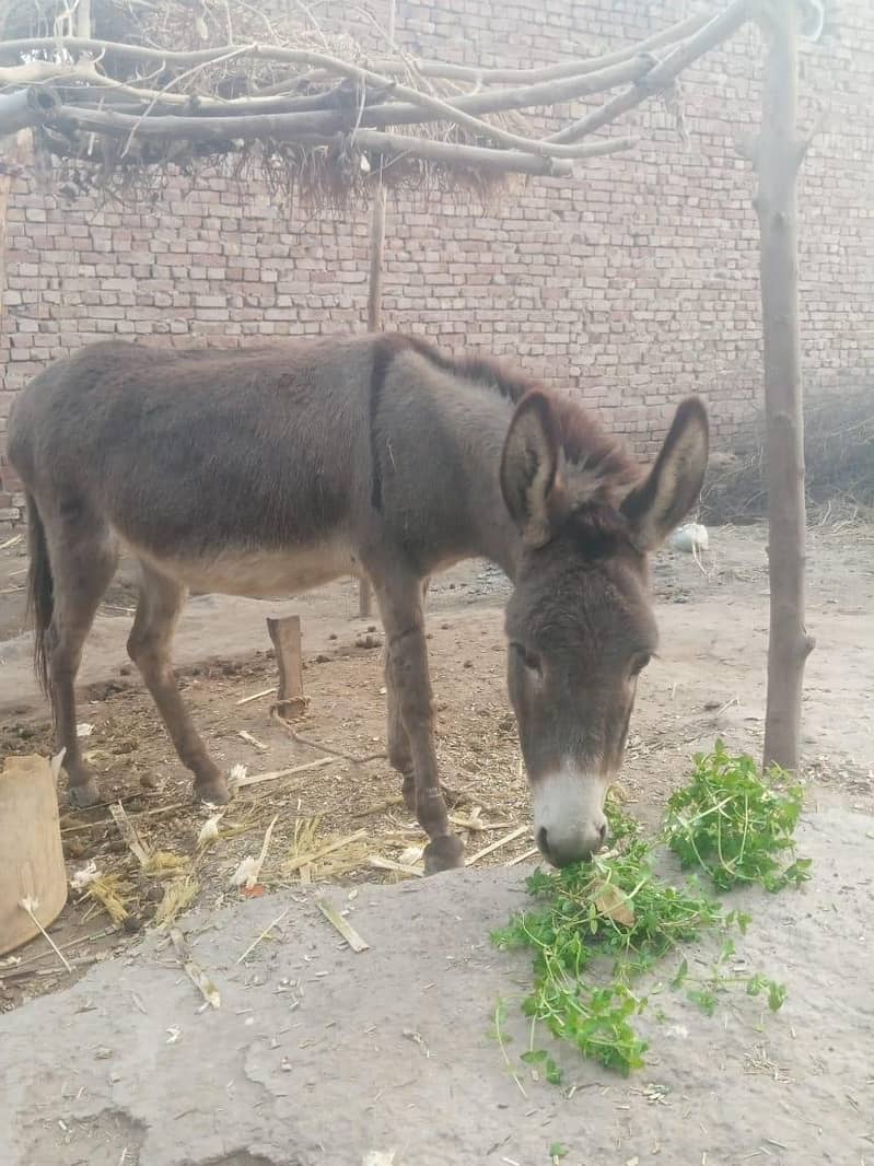 کھوتی برائے فروخت 1