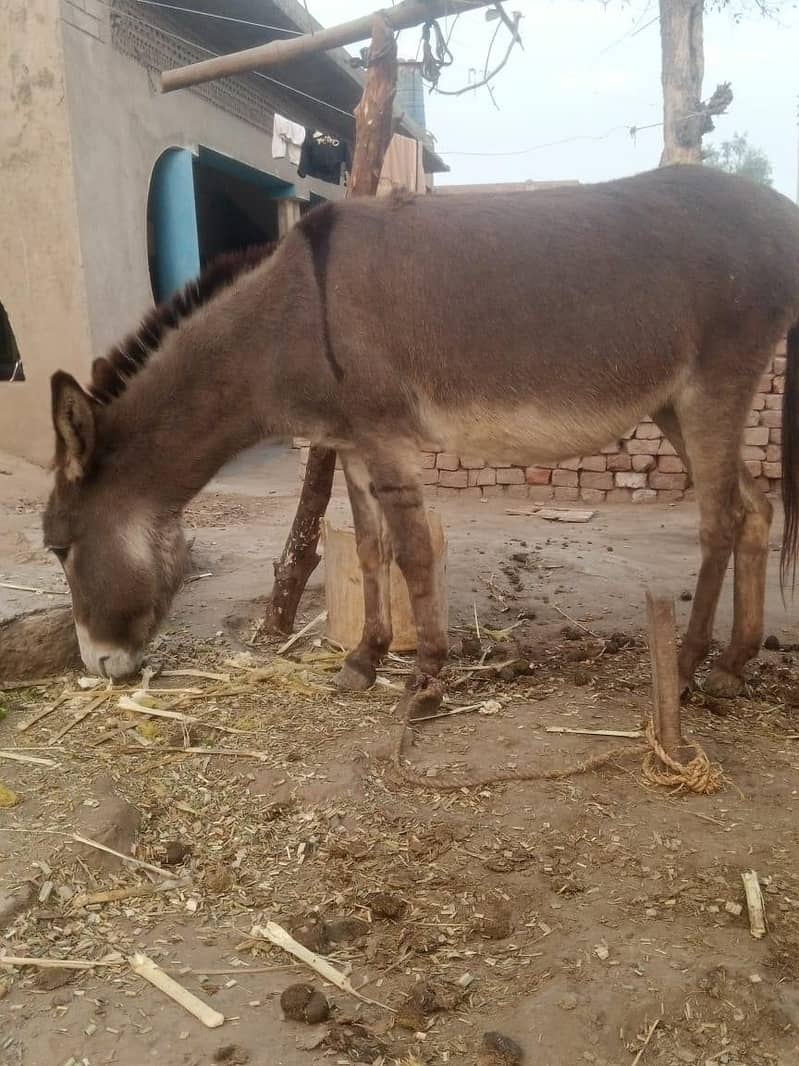 کھوتی برائے فروخت 3