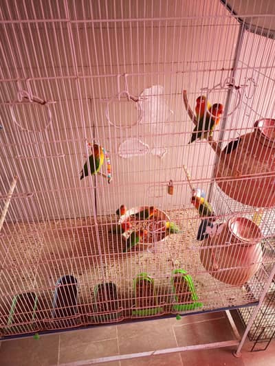 9 pairs love birds urgent sale serious buyer content me