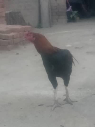 Aseel Murgha,Aseel chicks