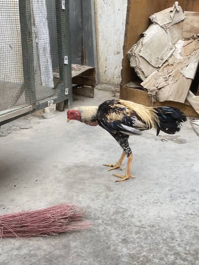 Aseel java murga age 7 month home breed