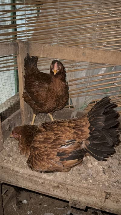Kuruk Broody Hens