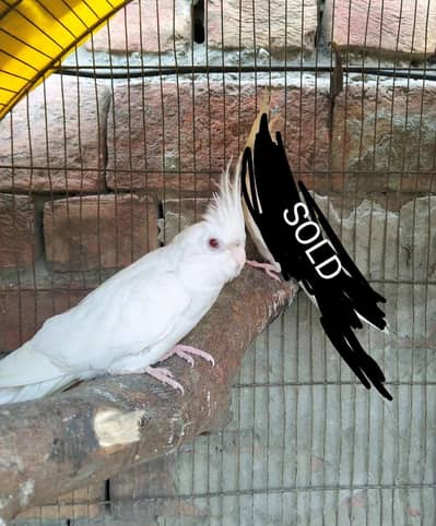 Eno cocktail red female available OR budgies male available.