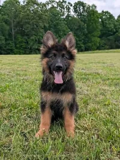 German shepherd puppies  my WhatsApp number o32452852o7