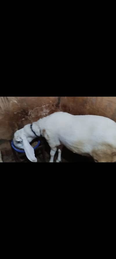 heavy weight 2 danth larkana dumba