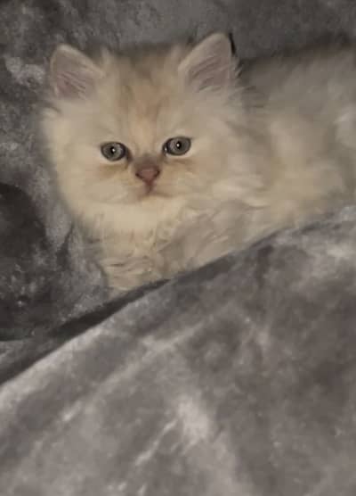 Persian punch face kittens