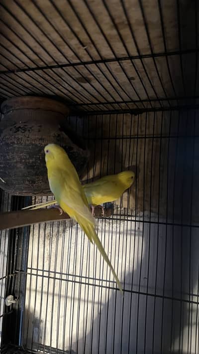 Red Eyes budgie breeder pair