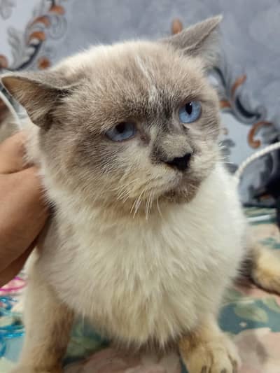 Persian cat for sale