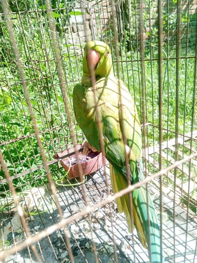 femlae kathi parrot for sale