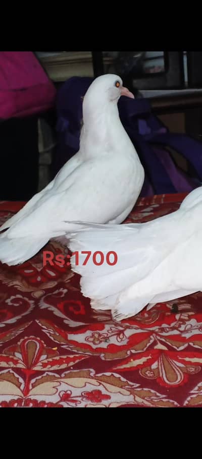 White Lucky Pigeon Patha Pathi
