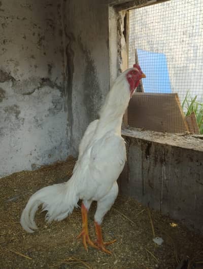 Shamo Aseel Murga For Sale